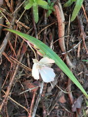 Calochortus minimus