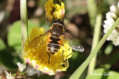 Eristalis croceimaculata