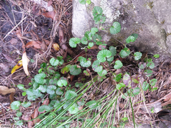 Centella eriantha