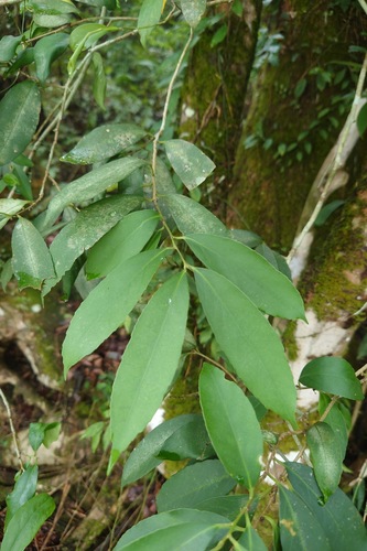 Ilex formosana, photograph 5