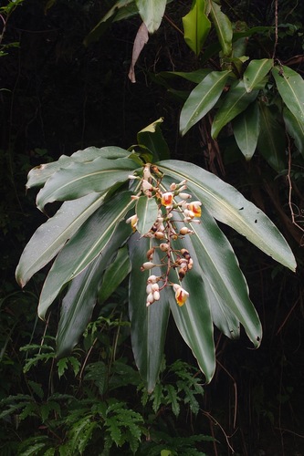 Alpinia zerumbet