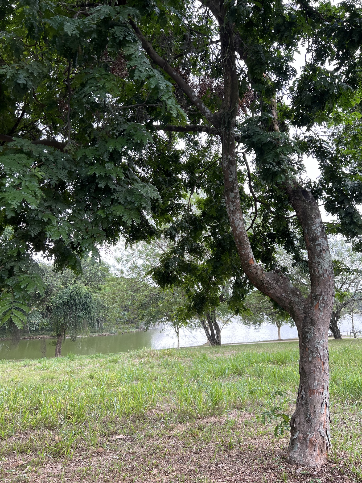Imagem de Pau-brasil