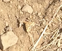 Pyrausta subsequalis