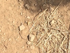 Pyrausta subsequalis