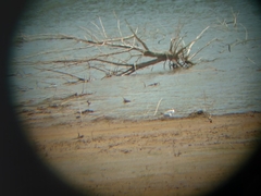Chroicocephalus philadelphia