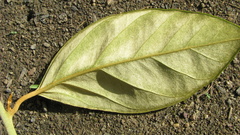 Bonamia agrostopolis