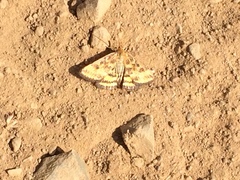 Pyrausta subsequalis