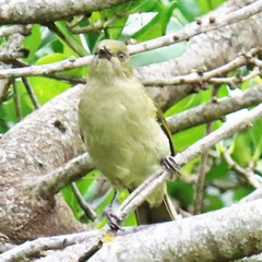 Andropadus importunus