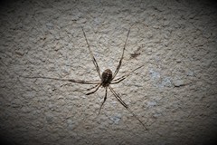 Opilio saxatilis
