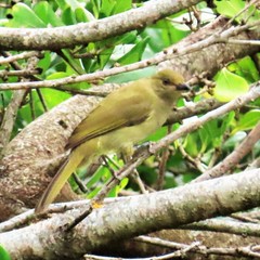 Andropadus importunus