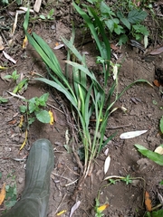 Crocosmia × crocosmiiflora