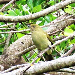 Andropadus importunus