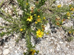 Xanthisma spinulosum pinnatifida