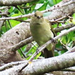 Andropadus importunus