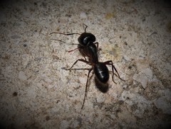 Camponotus ionius