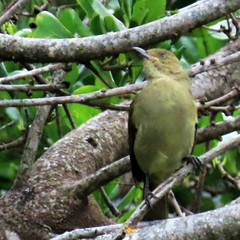 Andropadus importunus