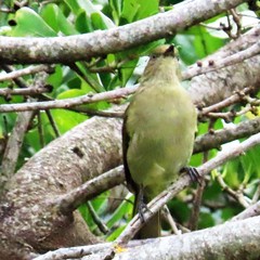 Andropadus importunus