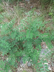 Indigofera lindheimeriana
