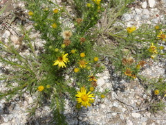 Xanthisma spinulosum pinnatifida