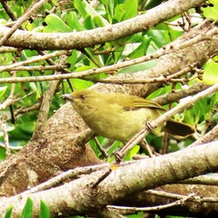 Andropadus importunus