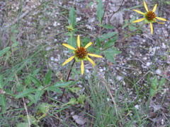 Tetragonotheca texana