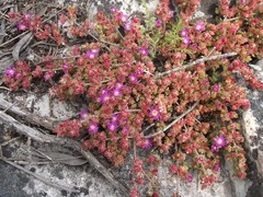 Drosanthemum stokoei