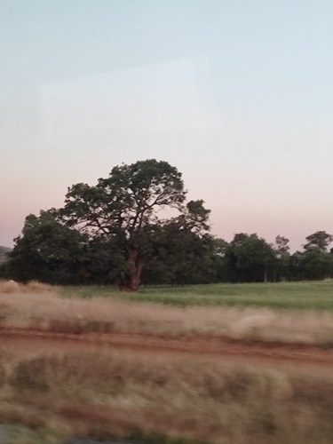 Quercus brantii, photograph 2