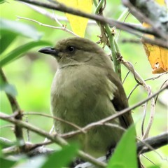 Andropadus importunus