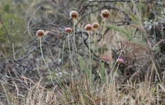 Armeria maritima californica