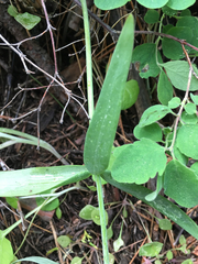 Fritillaria micrantha