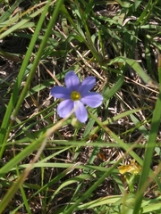 Sisyrinchium pruinosum
