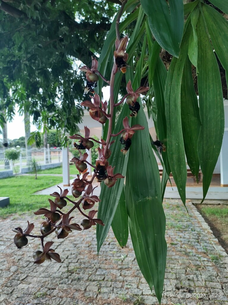 Catasetum × apolloi