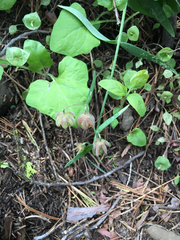 Fritillaria micrantha
