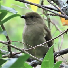 Andropadus importunus