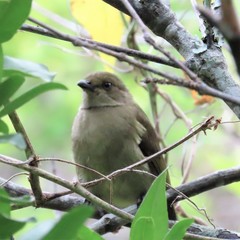 Andropadus importunus