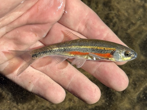 richardsonius egregius