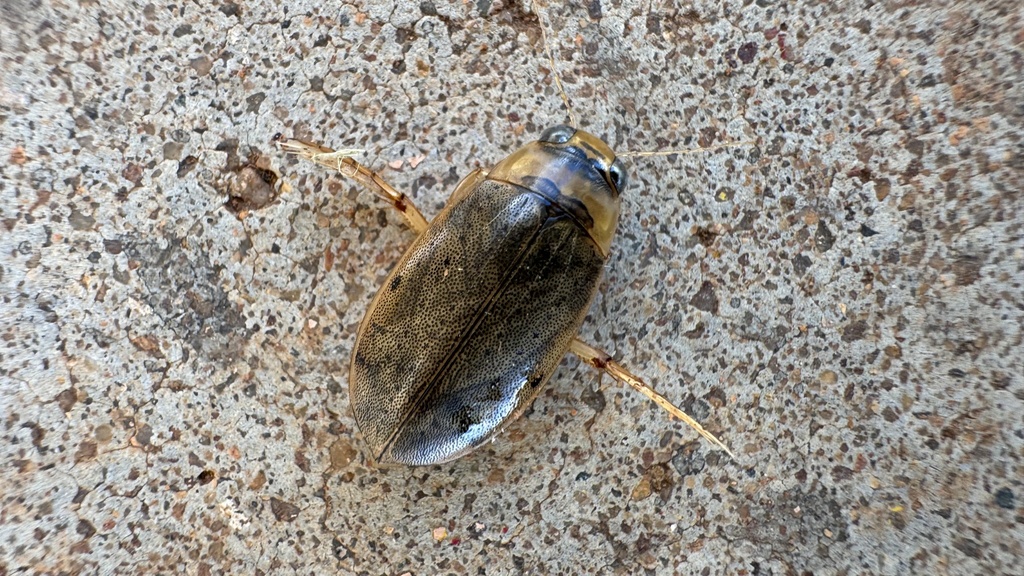 Padded Diving Beetle from Walka St, Nyapari, SA, AU on June 5, 2024 at ...