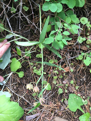 Fritillaria micrantha