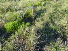 Yucca campestris
