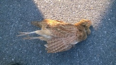 Perdix perdix