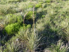 Yucca campestris