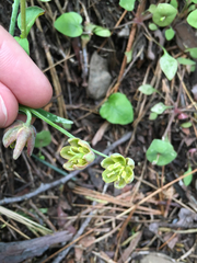 Fritillaria micrantha