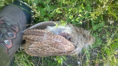 Perdix perdix