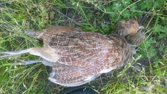 Perdix perdix