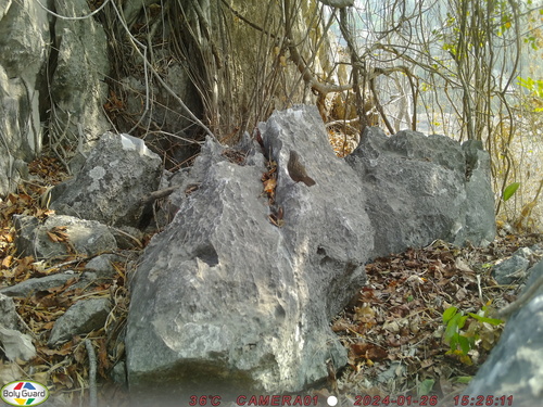 Rufous Limestone Babbler (Gypsophila calcicola), photo 5