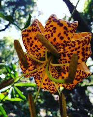 Lilium humboldtii