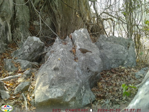 Rufous Limestone Babbler (Gypsophila calcicola), photo 9