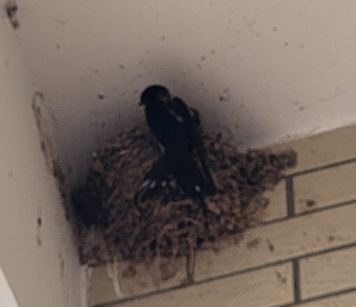 Barn Swallow