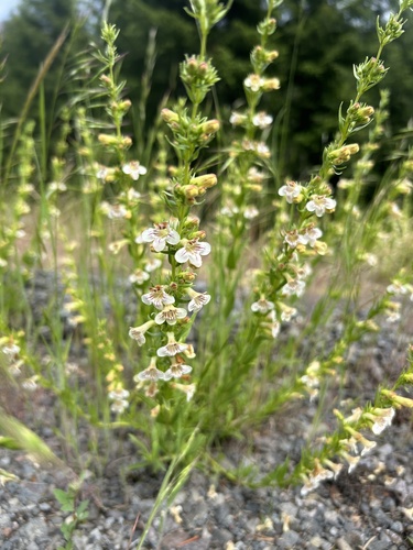 Penstemon deustus