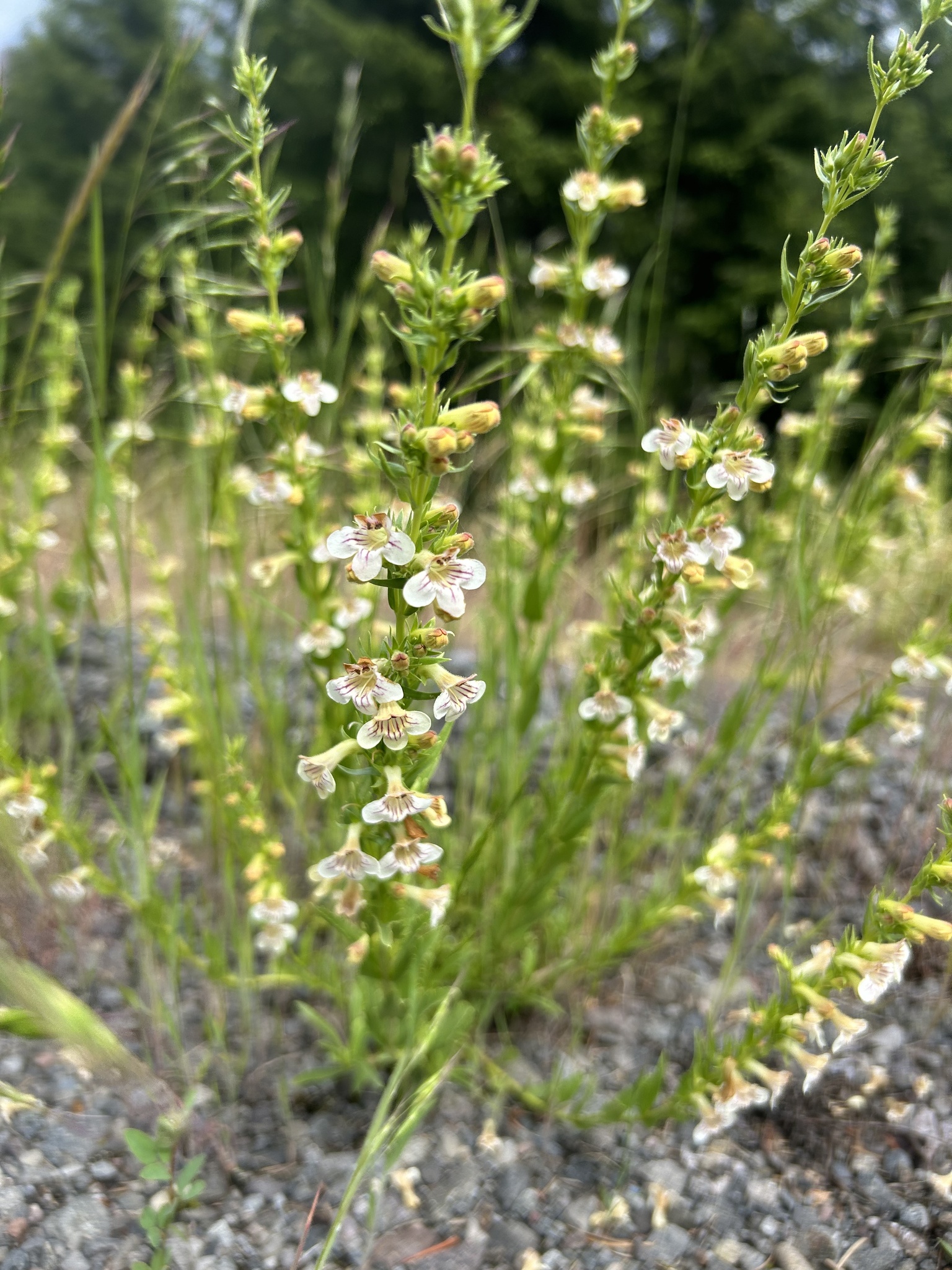 Penstemon deustus
